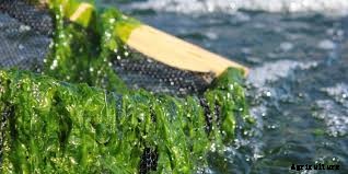 Seaweed Cultivation: Seaweed farming in japan