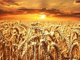 Types of Farming: 13 Major Types of Farming