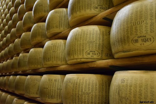 Cheese Shop: How to Start a Cheese Shop