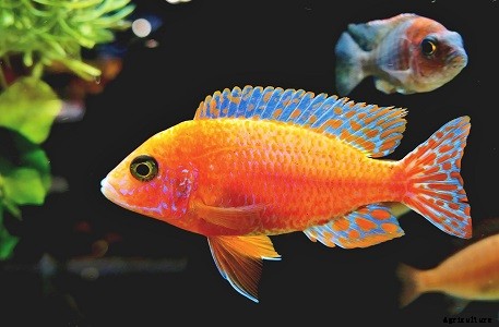 How to Start Pet Fish Store