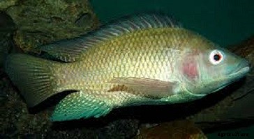Tilapia Farming: How to Start a Tilapia Farm