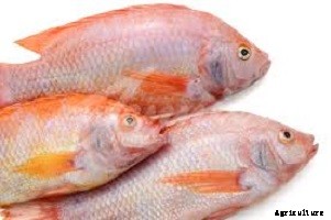 Tilapia Farming: How to Start a Tilapia Farm