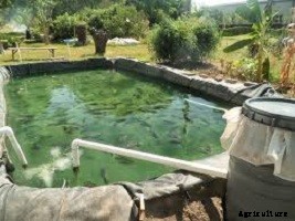 Tilapia Farming: How to Start a Tilapia Farm