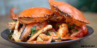 Mud Crab Aquaculture: Mud Crab Farming Information Guide