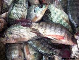 How to Start a Tilapia Farm in your Backyard
