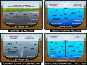 Development and Growth of Catfish with Aerator