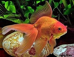 Breed Goldfish at Home for Profit