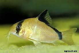 How to Breed Cory Catfish
