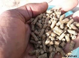 Best Feeding Method for Channel Catfish for Better Yield