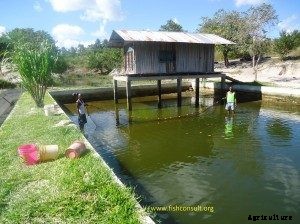 Integrated Fish Farming System