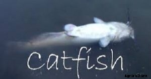 Spot and Treat Diseases and Infection in Catfish