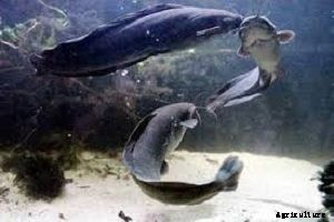 Ensure Good Health and Rapid Growth of your Catfish