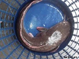 Guide to sorting your catfish produce