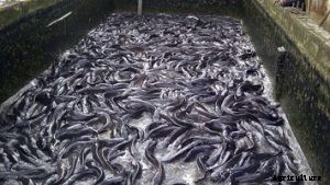 Start a backyard Catfish Farm for Recreation or Business