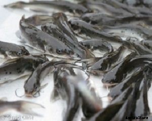 Prepare your Catfish Pond for Stocking