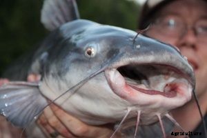 Things you Need Before Starting your Catfish Farming Business