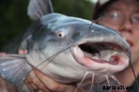 How to start a catfish breeding business