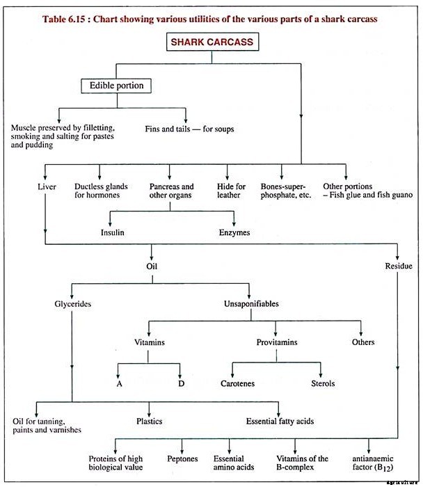 25 Uses of Fish and Fish Products (Updated)