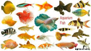 25 Uses of Fish and Fish Products (Updated)