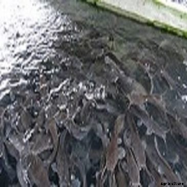 An Estimate on the Cost of Raising 1,000 Fishes to Market Size