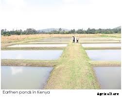 Earthen Pond Management in Fish Farming