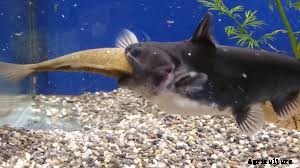 How to Prevent Cannibalism in a Fish Pond