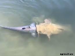 How to Control Cannibalism among Fishes