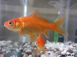 How to know the Best Breed of Fish to Raise