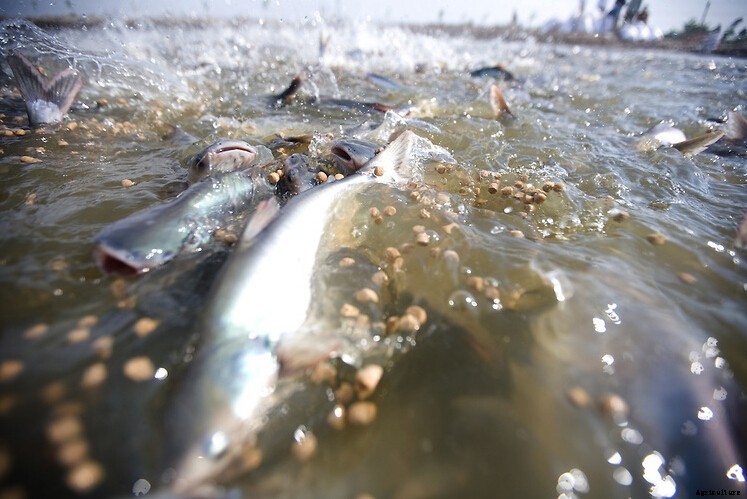 Importance of Pelletizing your own Fish Feed