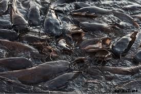 For how long can I store feeds before giving them to the fish?