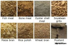 Home-Made Catfish Feed Vs Bagged Feed, Find out the Best