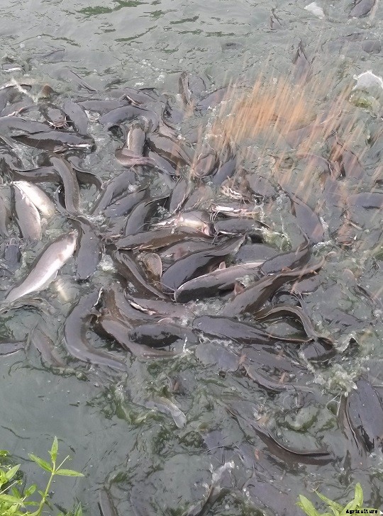 Advantages of Imported Catfish Feeds over Local Feeds