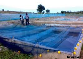 Importance of a Fish Net on a Concrete Pond