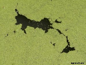 Is Providing Shades on a concrete fish tank necessary? Find out