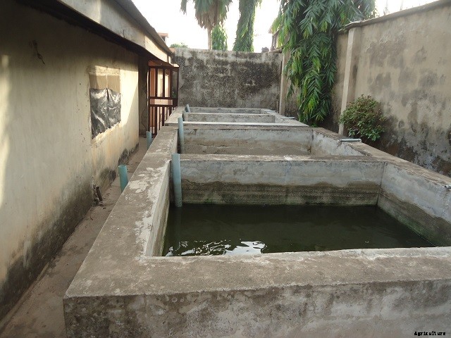 Find out: “Earthen Pond vs Concrete Pond” Which one is Better?