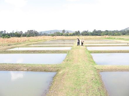 The Ideal depth of an Earthen Fish Pond