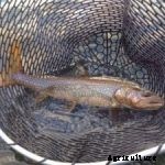 8 Uses of Fish and Fish Products