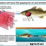 Introduction to Fisheries / Classes of Fish