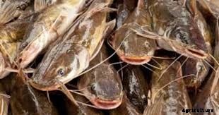 Fish Anti-stress Medication and its Importance