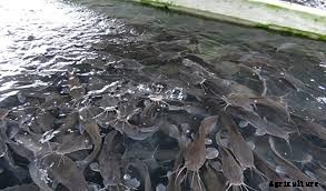 How to manage waste from a fish farm to avoid causing nuisance to the neighborhood