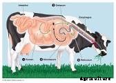 How to treat Ruminant Animal Diseases