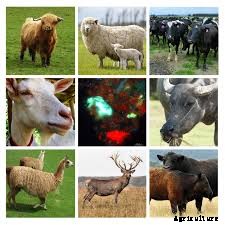 How to Identify the Particular Disease Affecting your Ruminant Animals