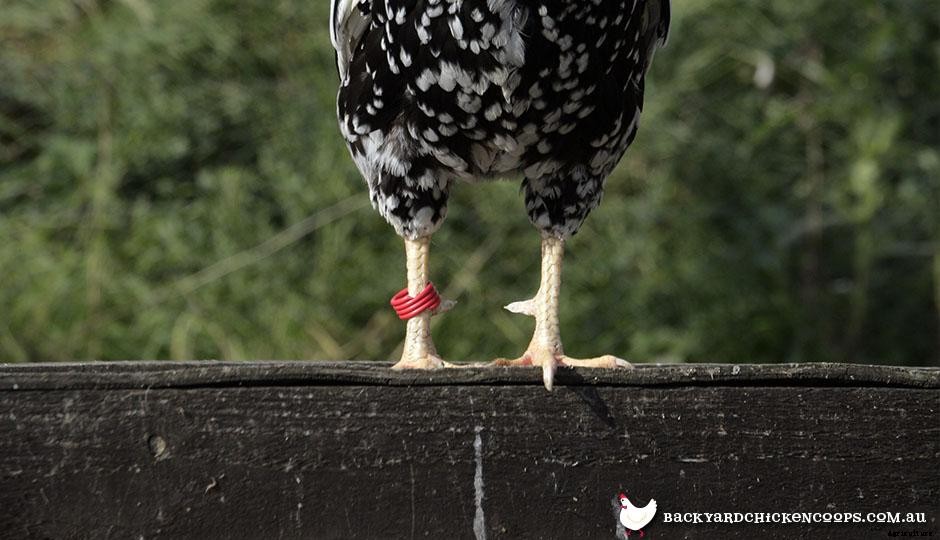The 4 Essential Tips for Keeping a Rooster in your Urban Backyard
