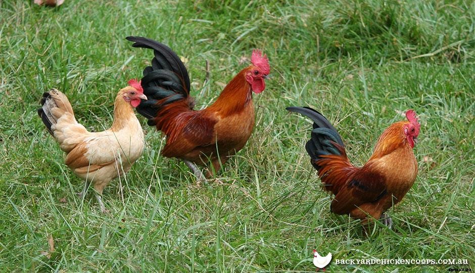 The 4 Essential Tips for Keeping a Rooster in your Urban Backyard