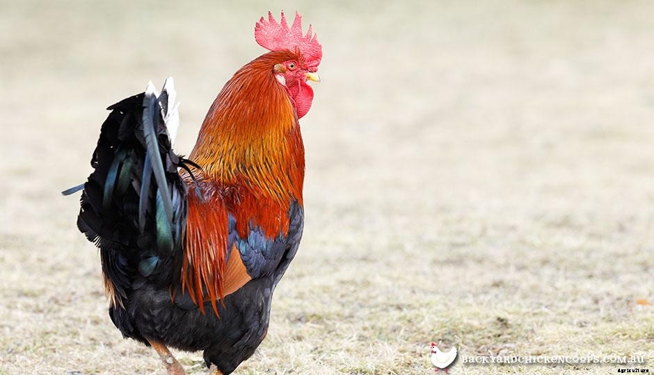 The Ultimate Guide to Keeping Backyard Roosters