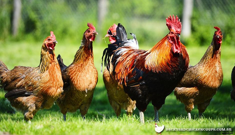 The Ultimate Guide to Keeping Backyard Roosters
