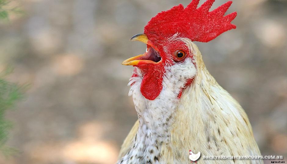 The Ultimate Guide to Keeping Backyard Roosters