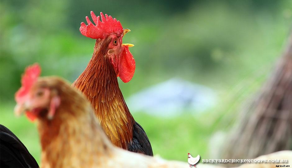 The Only 2 Options for Dealing with Unwanted Roosters and Cockerels