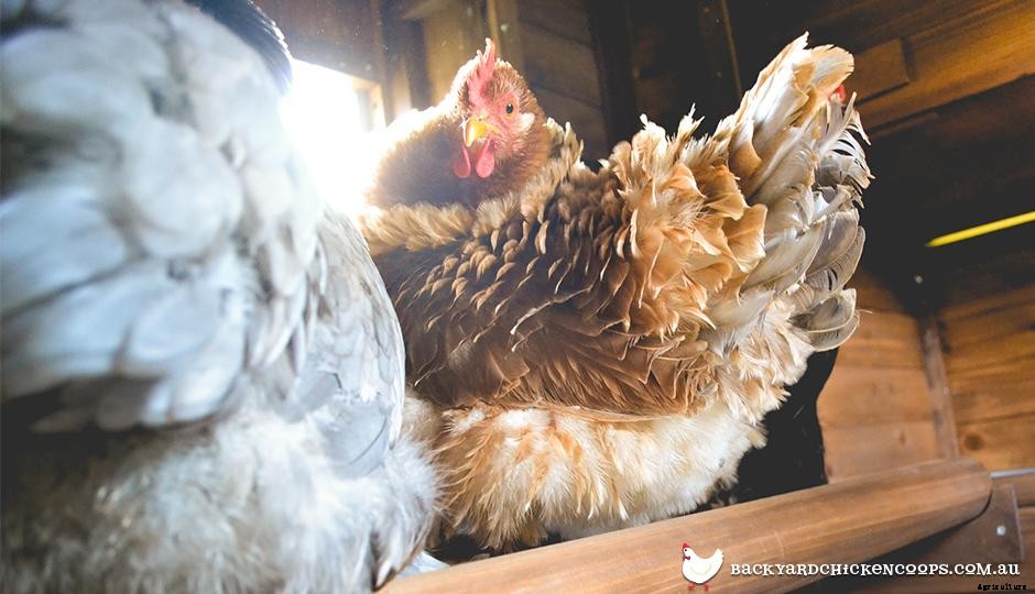 Pretty Plumage - The 5 Most Beautiful Chicken Breeds