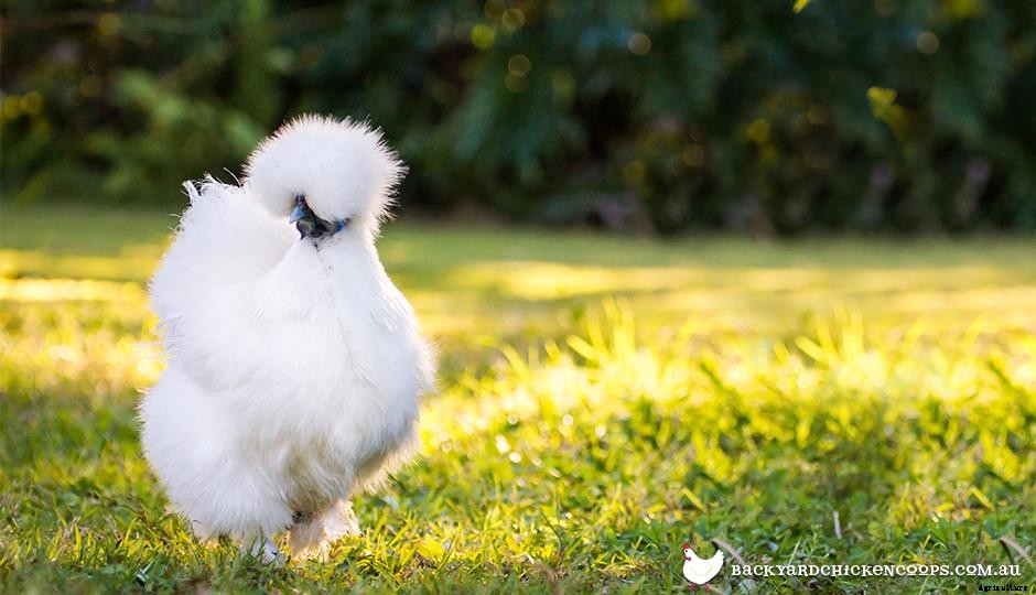 Pretty Plumage - The 5 Most Beautiful Chicken Breeds